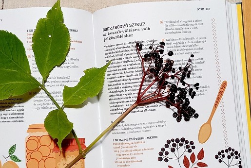 A bodzabogyó titka: mérgező nyersen, de igazi kincs feldolgozva – főleg a bőrnek!