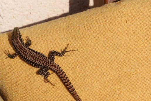 Ezt a gyíkot ma a szél repítette a párnámra – Úgynevezett evolúciós ugrás