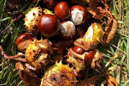 Variációk vadgesztenyére – mosószer, bőrharmonizáló és tinktúra recept!