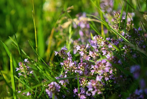 Kerti kakukkfű (Thymus vulgaris)