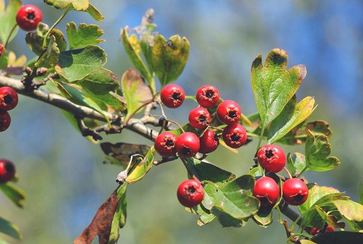 Egybibés galagonya (Crataegus monogyna)