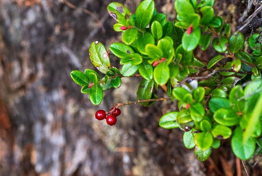Orvosi medveszőlőlevél (Arctostaphylos uva‑ursi folium)