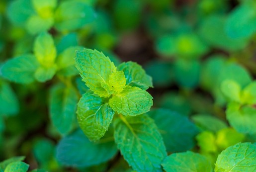 Borsmenta (Mentha × piperita)