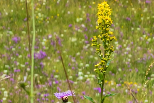 Apróbojtorján (Agrimonia eupatoria L.)