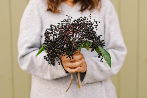Fekete bodza (Sambucus nigra L.)