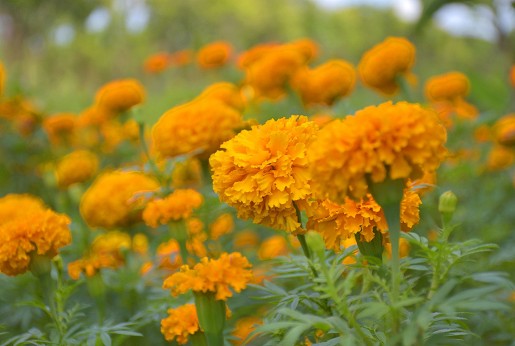 Körömvirág (Calendula officinalis L.)