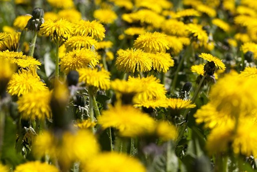 Pitypang (Taraxacum officinale)
