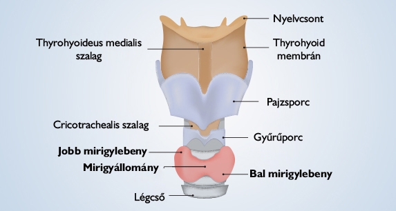 Menj szűrővizsgálatra, kerüld el a pajzsmirigy-alulműködést!